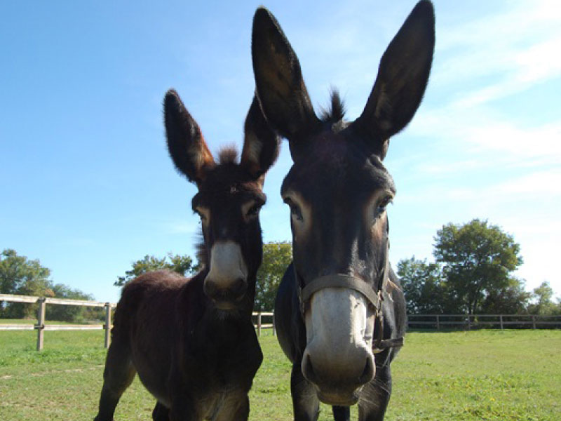 Pôle du Cheval et de l'Âne, La Celle-Condé - photo 2