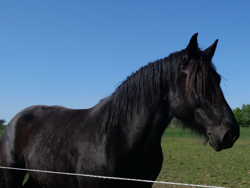 Pôle du Cheval et de l'Âne, La Celle-Condé - photo 13