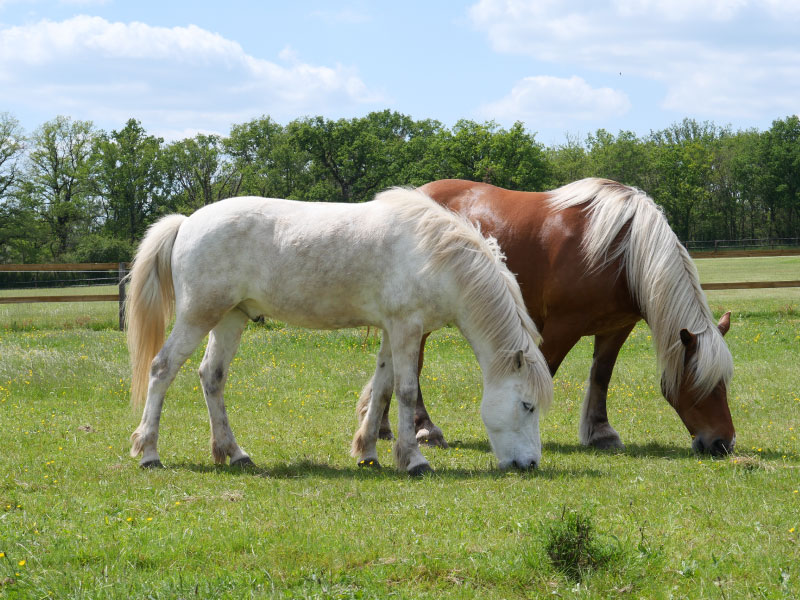 Pôle du Cheval et de l'Âne, La Celle-Condé - photo 10