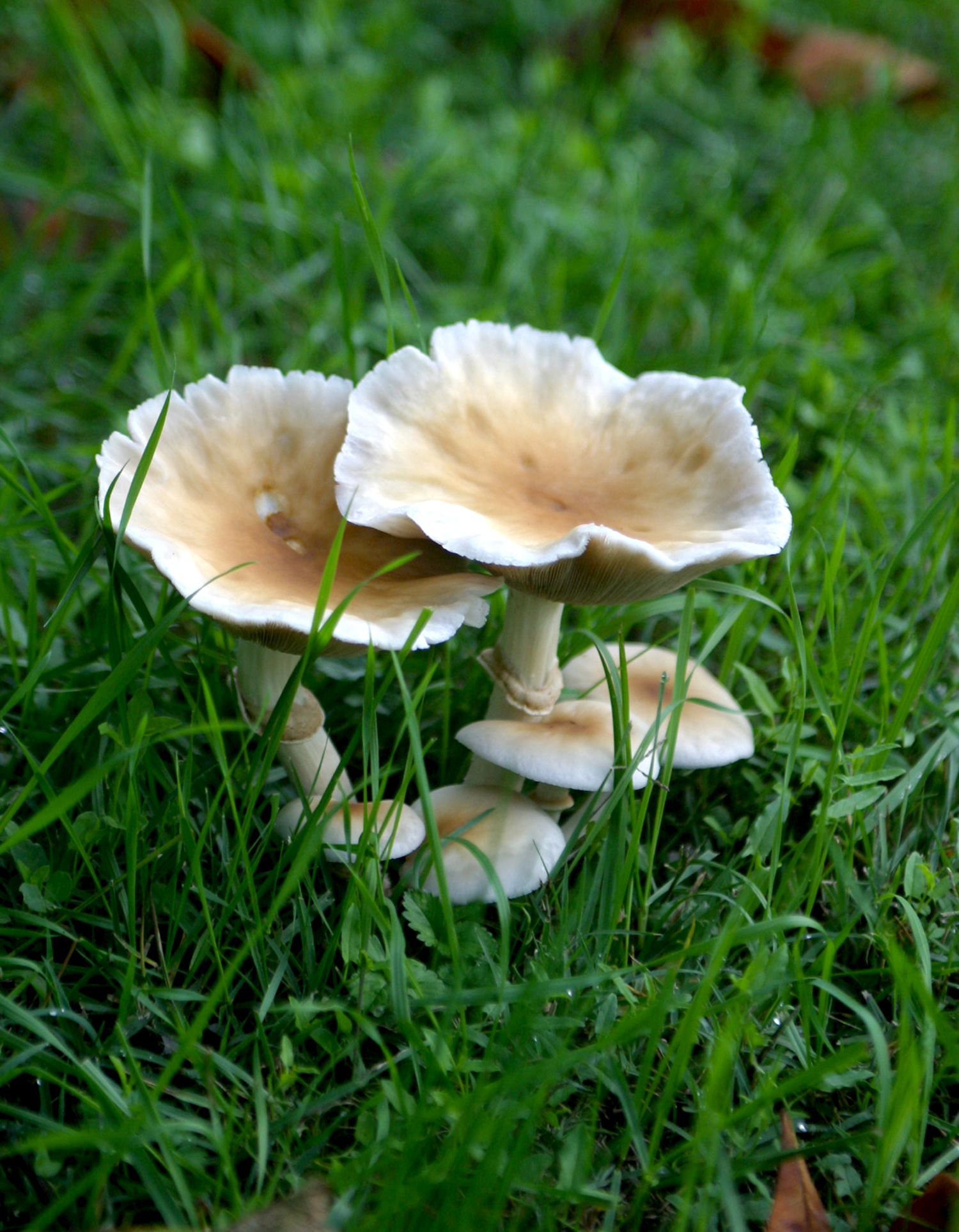 Arboretum de la Brune, Mehun-sur-Yèvre - photo 10