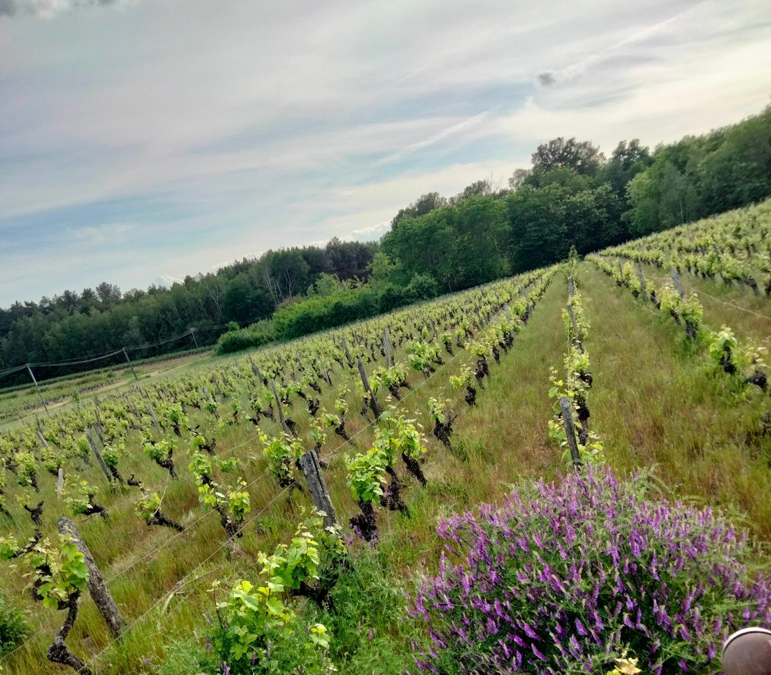 Domaine LACOUR Pascal