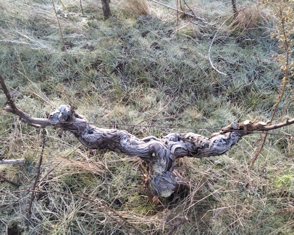 Domaine LACOUR Pascal