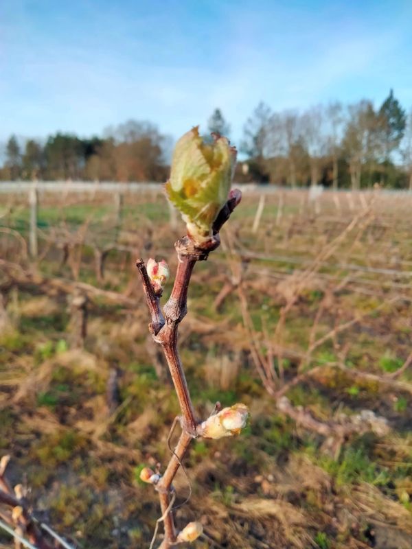 Vignoble Lacour — photo 3