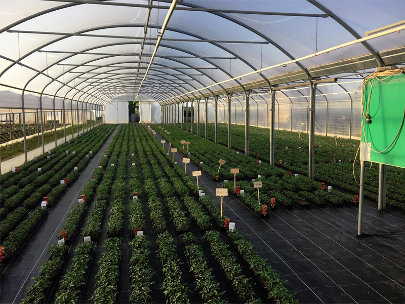 David PAINEAU, maraichage.