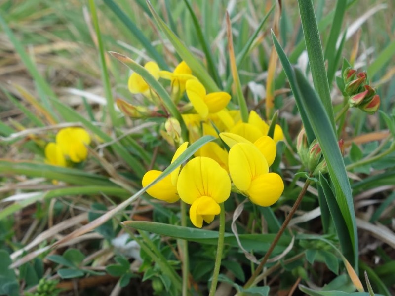 Mon Herbier Châtillonnais : Palluau-sur-Indre, la flore des rives de l’Indre