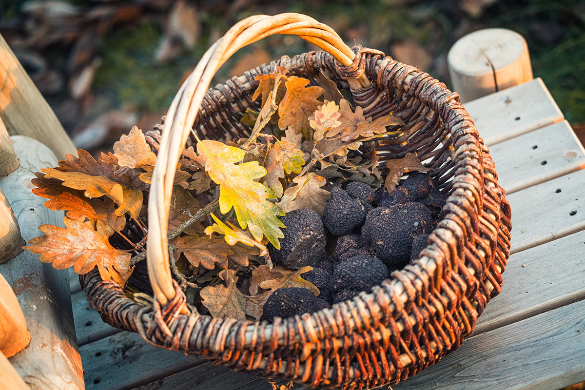 ACADEMIE DE LA TRUFFE - photo 5