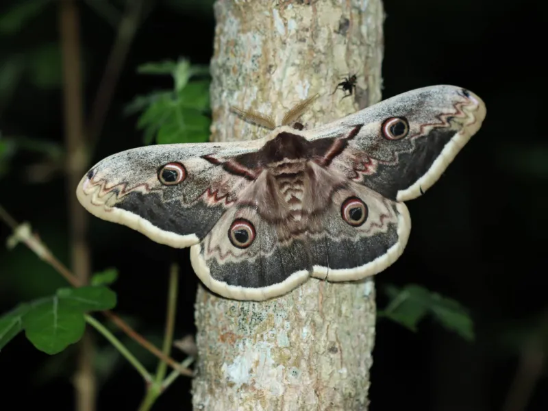 Sortie nature : A la découverte des papillons de nuit — visuel événement