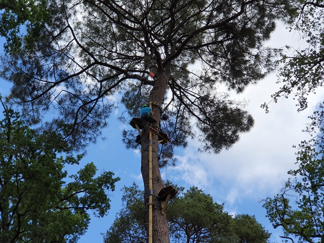 Parcours aventure de Bellebouche