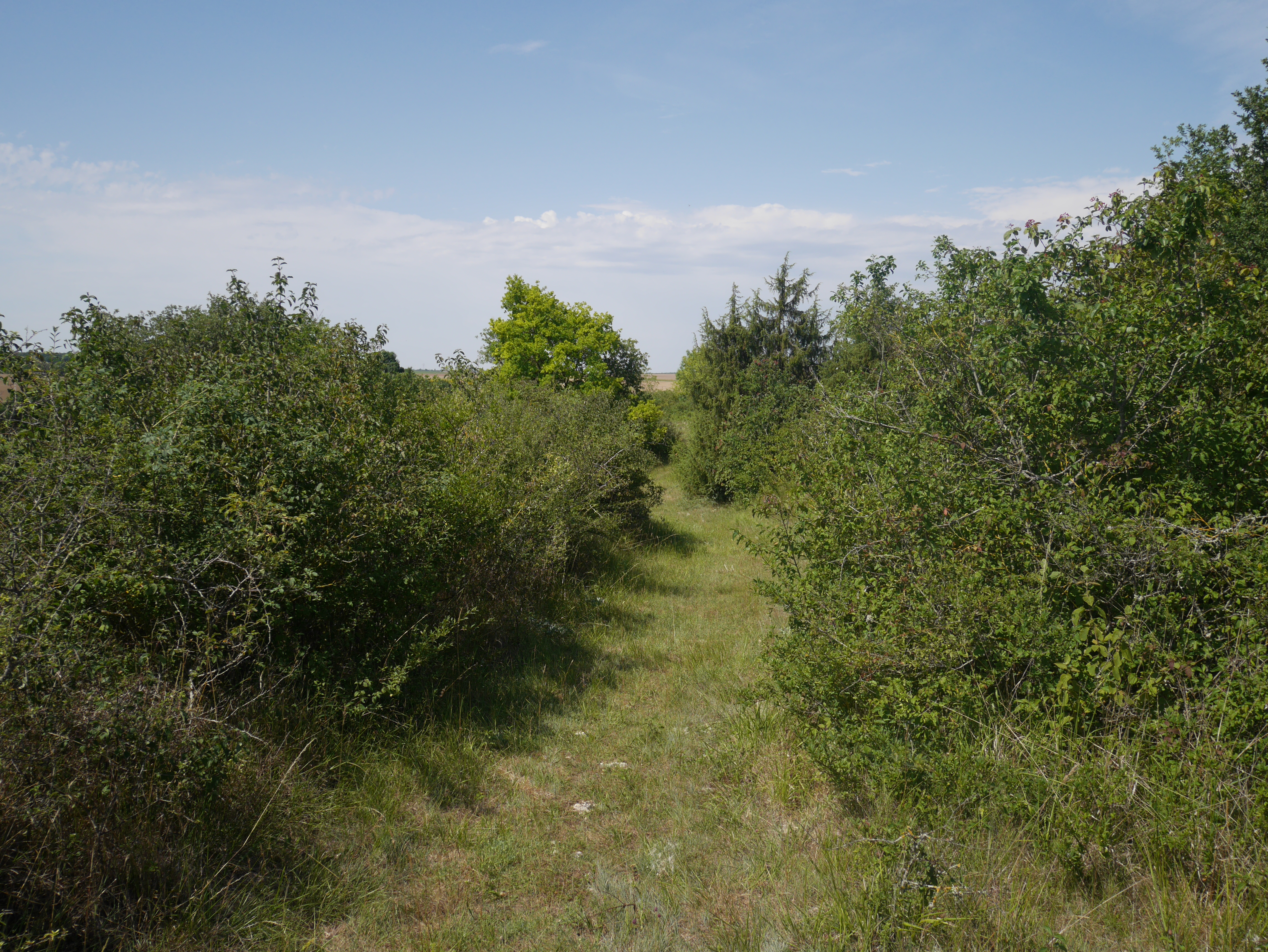 L'Espace Naturel Sensible : Pelouse de Grand Vau, Massay - photo 4