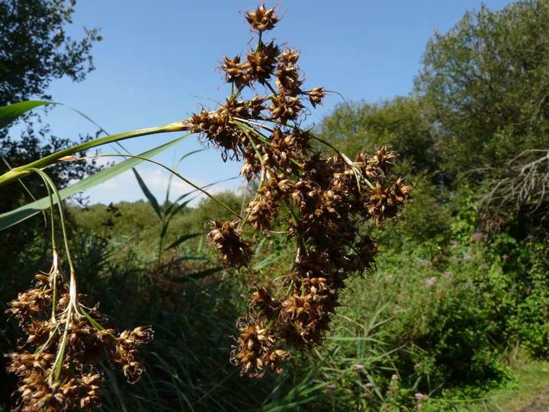La Pelouse et le Marais de Roussy, Saint-Georges-sur-Arnon - photo 3