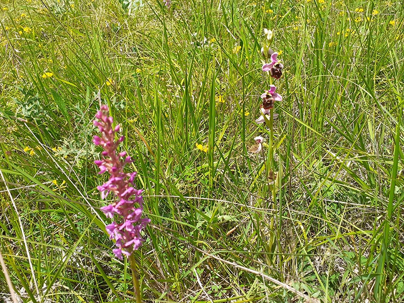 Sortie Nature : Orchidées et autres superbes des pelouses calcaires — visuel événement