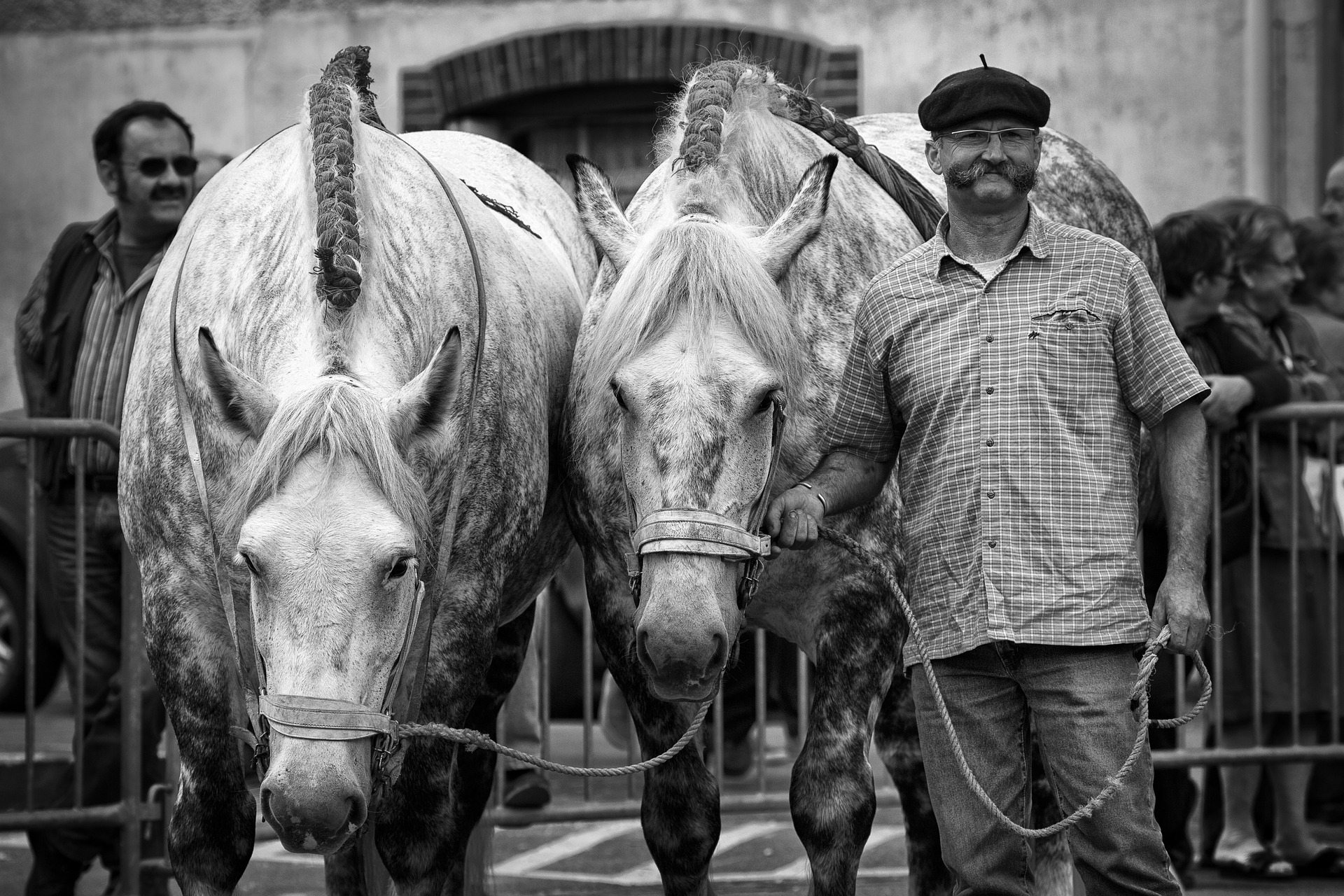 Fête du cheval percheron  France Centre-Val de Loire Eure-et-Loir Thiron-Gardais 28480