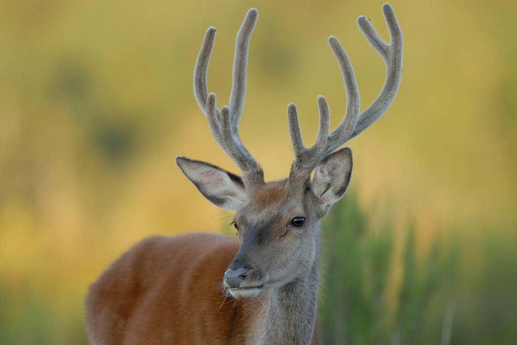 Maison du Cerf, Villeny - photo 4