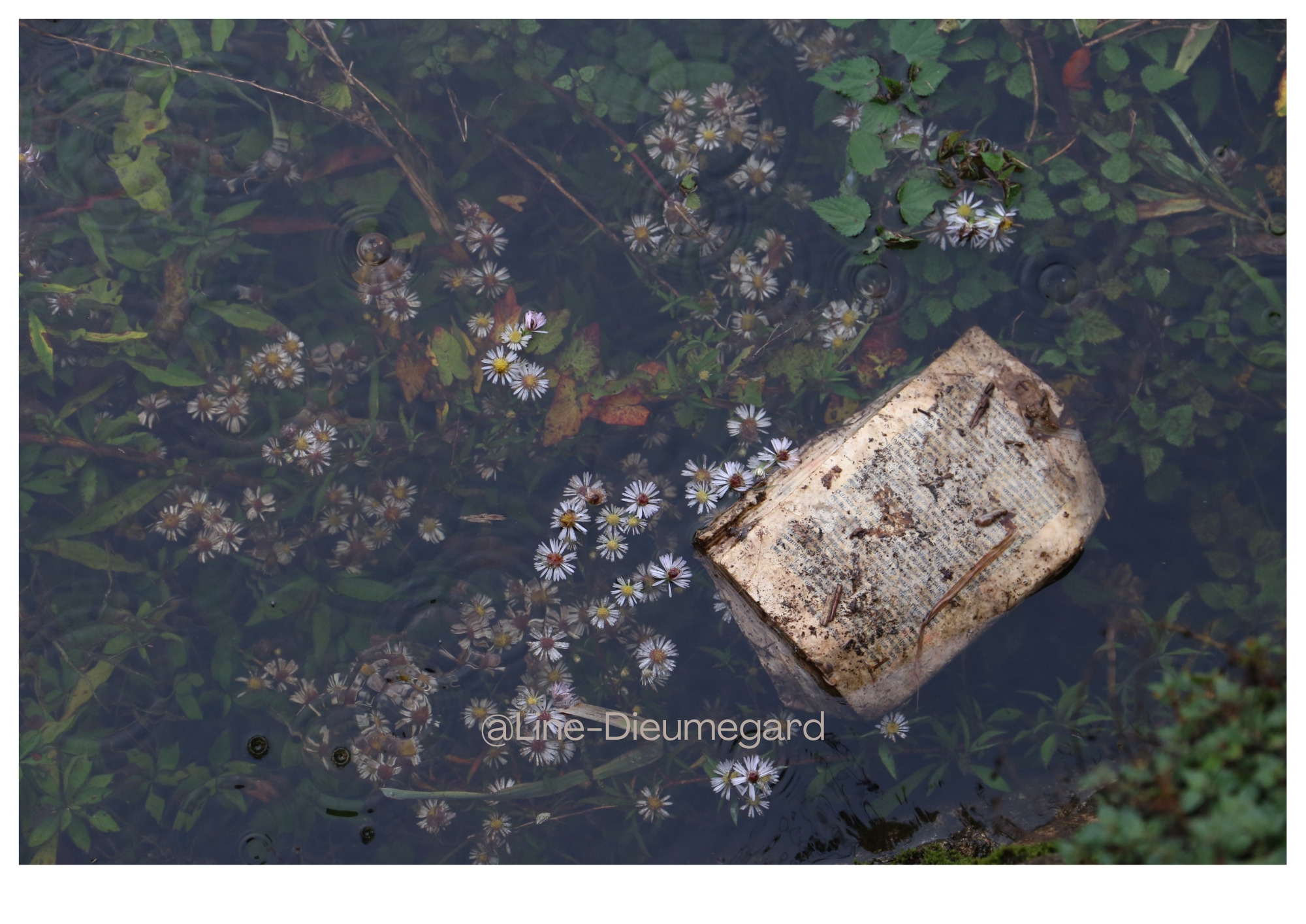 Sous les clichés, la page !