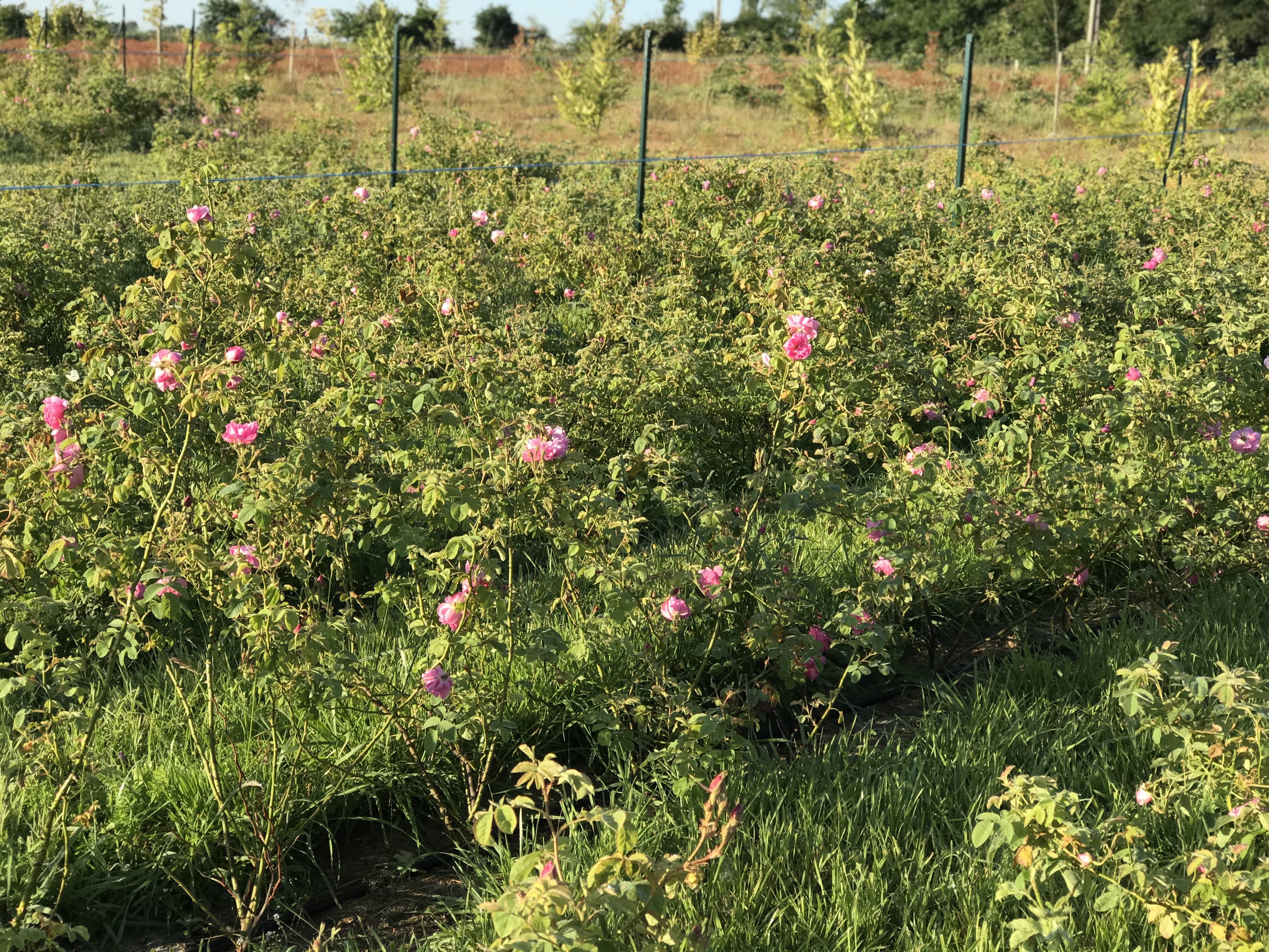 Domaine de Beau-Lièvre