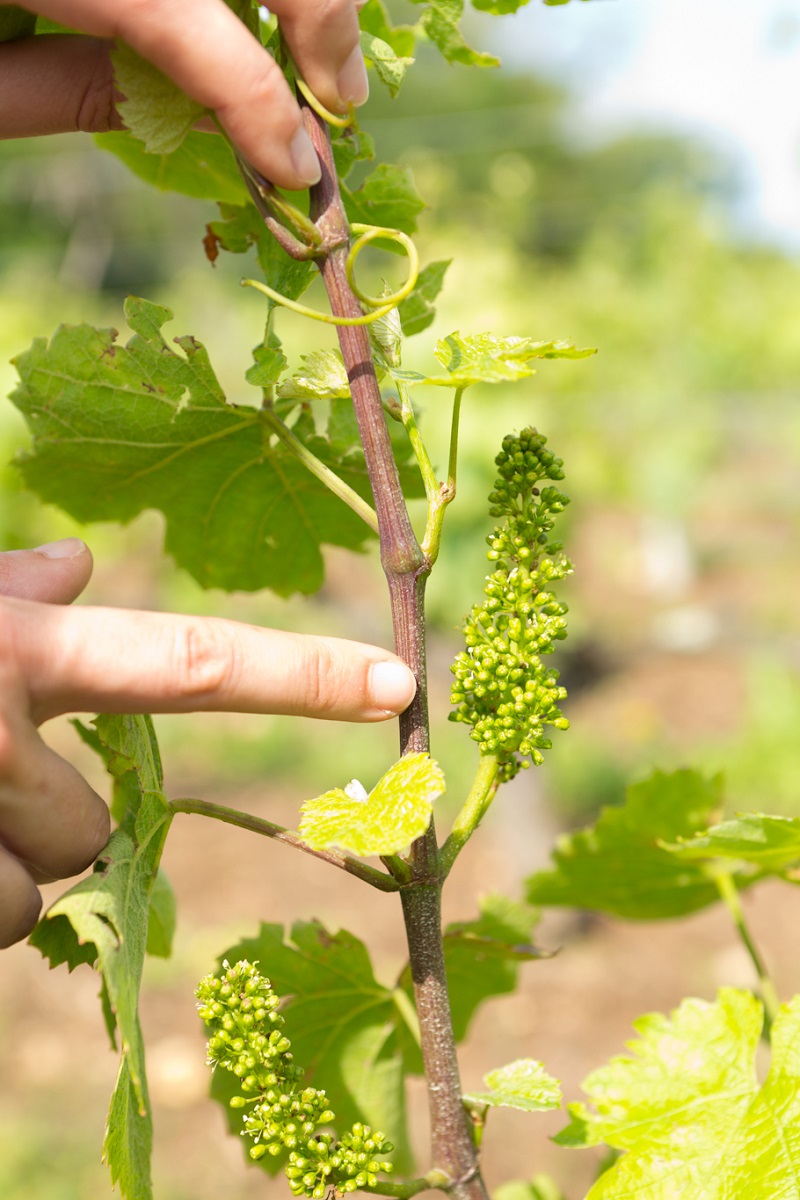 Activités Oenotouristiques au Domaine Sauvète, Monthou-sur-Cher - photo 5