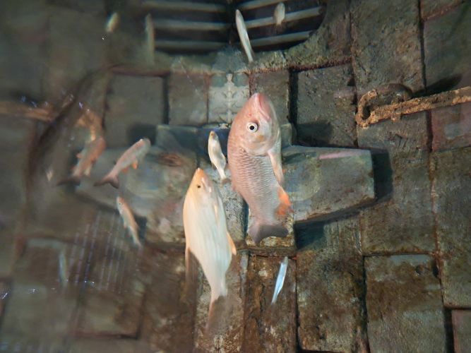 Exposition Les Grands Migrateurs de Loire — visuel événement
