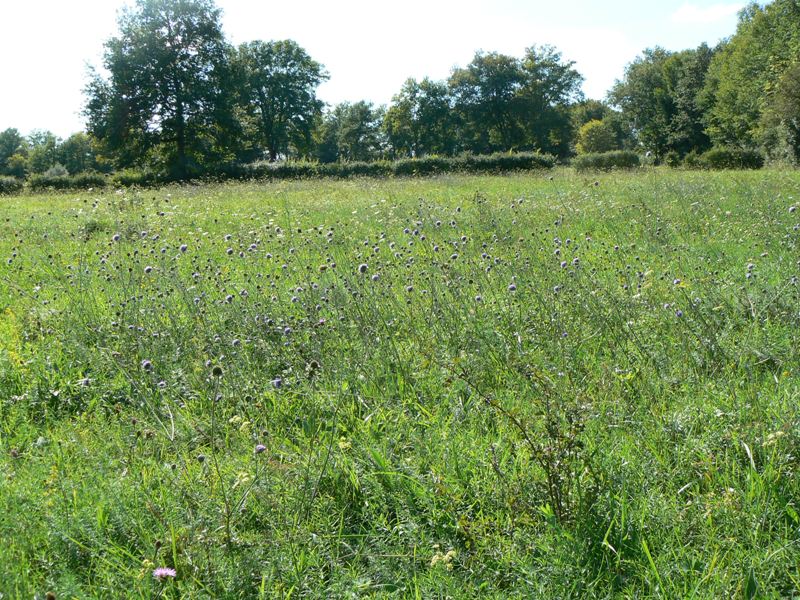 Espace naturel sensible des prairies de la Celle, La Celle - photo 3