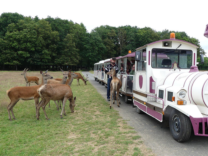 Réserve de Beaumarchais - Les grands gibiers d'élevage en Safari Train, Autrèche - photo 10