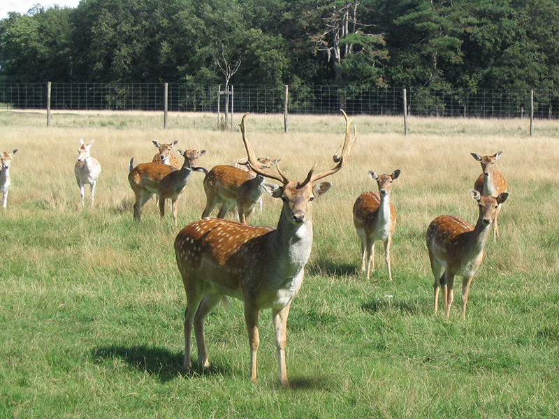 Réserve de Beaumarchais - Les grands gibiers d'élevage en Safari Train, Autrèche - photo 4