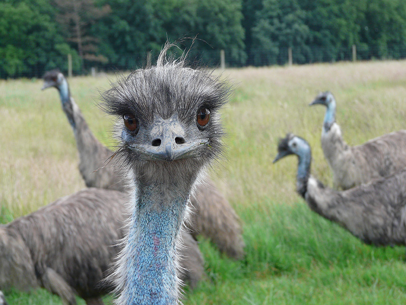 Réserve de Beaumarchais - Les grands gibiers d'élevage en Safari Train, Autrèche