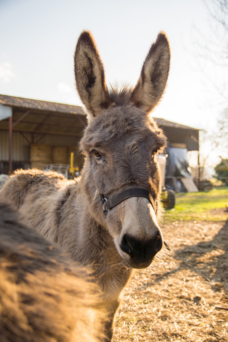 Le bourg Joly, Rigny-Ussé - photo 4