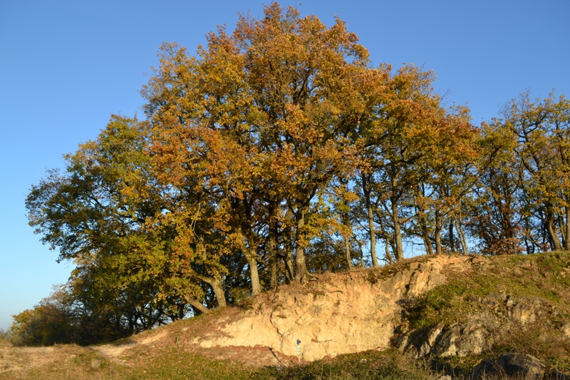 Button Excavé (Réserve naturelle régionale Terres et étangs de Brenne Massé-Foucault), Rosnay
