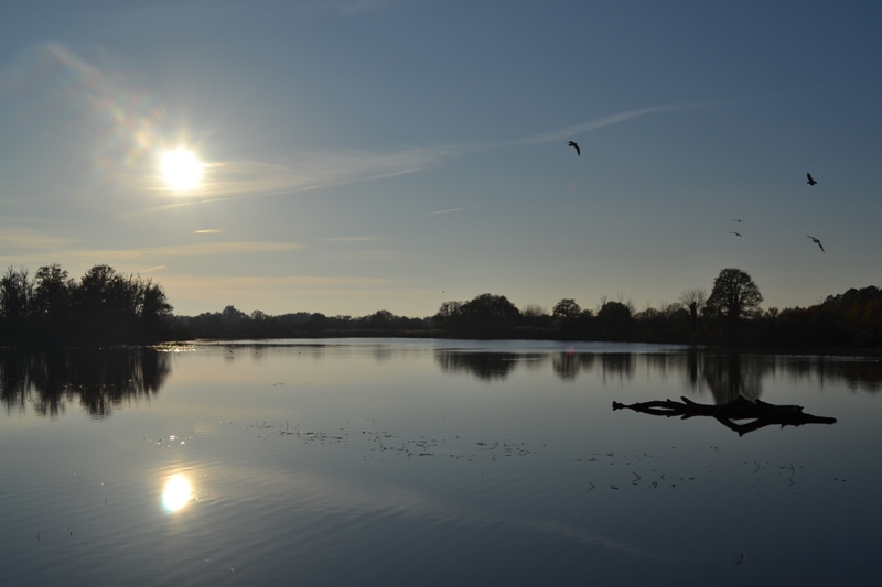 Observatoire de l'étang Massé (Réserve naturelle régionale Terres et étangs de Brenne Massé-Foucault), Rosnay - photo 3