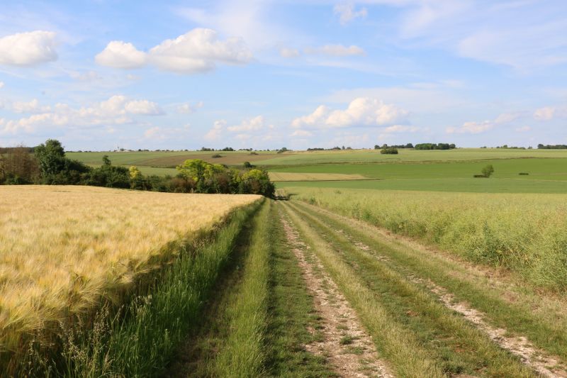 Randonnée pédestre