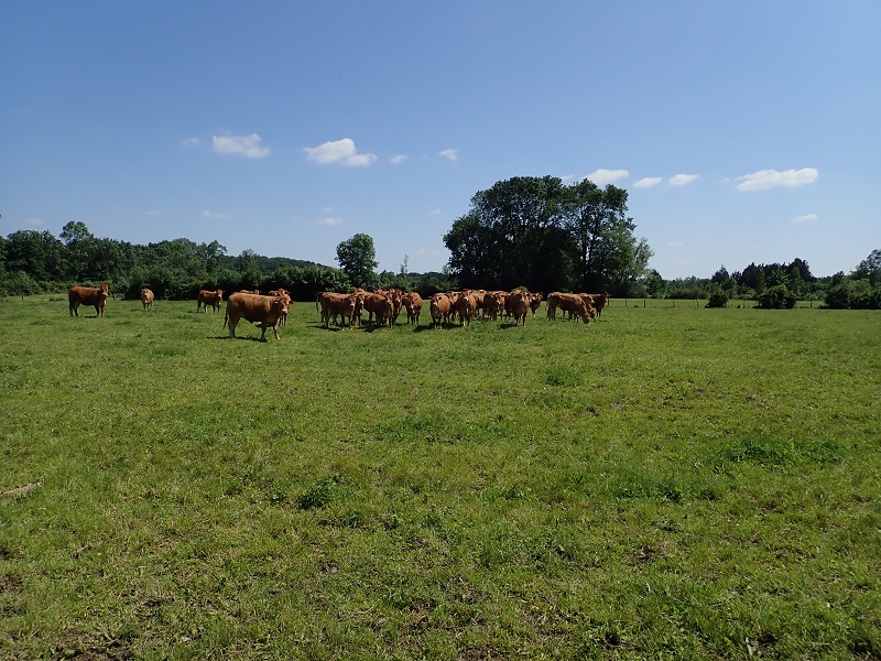 Randonnée du bocage de Bois Chétif, Huismes