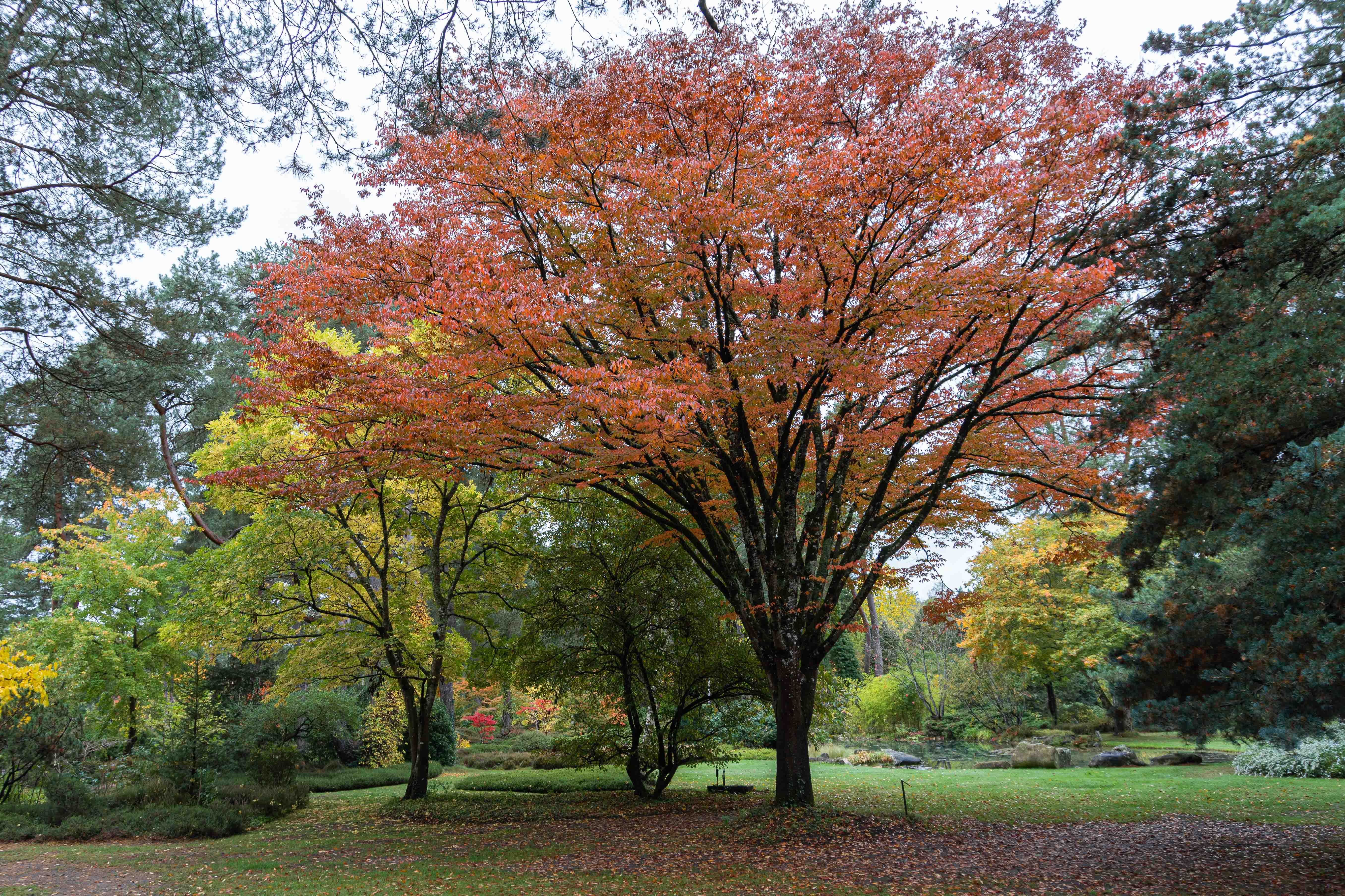 Dimanches d'Automne