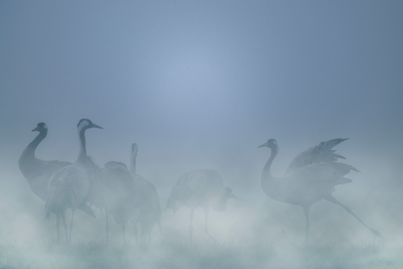 A la rencontre des Grues cendrées