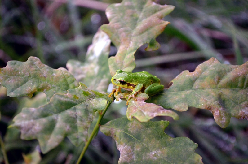 Reptiles et amphibiens