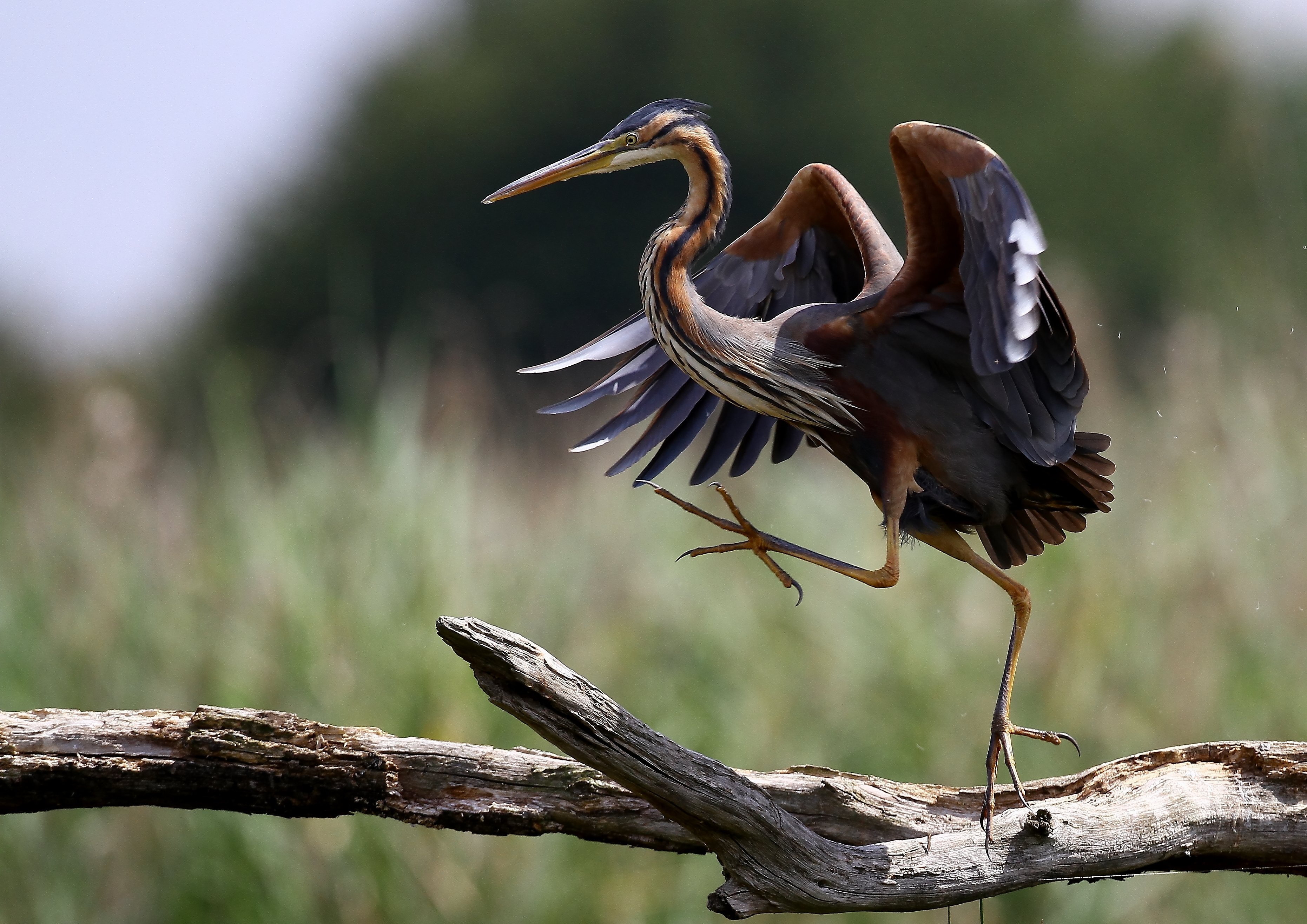 Réserve Naturelle Nationale de Chérine, Saint-Michel-en-Brenne - photo 2