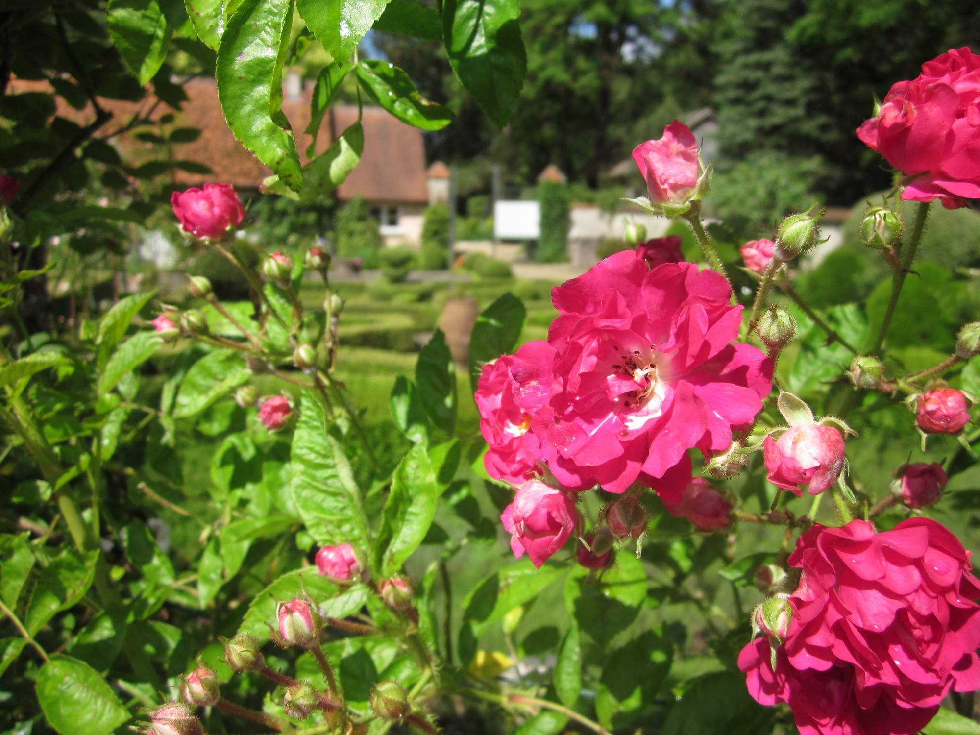 Arboretum des Grandes Bruyères, Ingrannes - photo 3