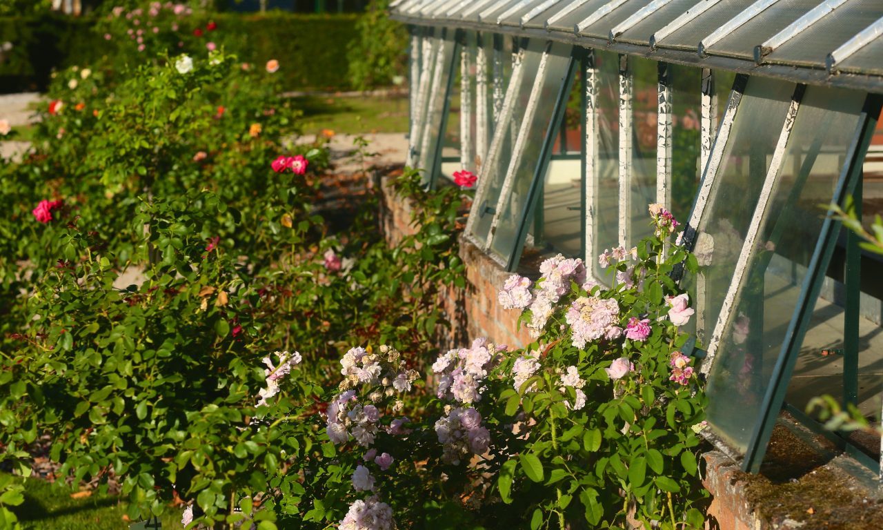 Le jardin de roses du château, Saint-Jean-le-Blanc - photo 8