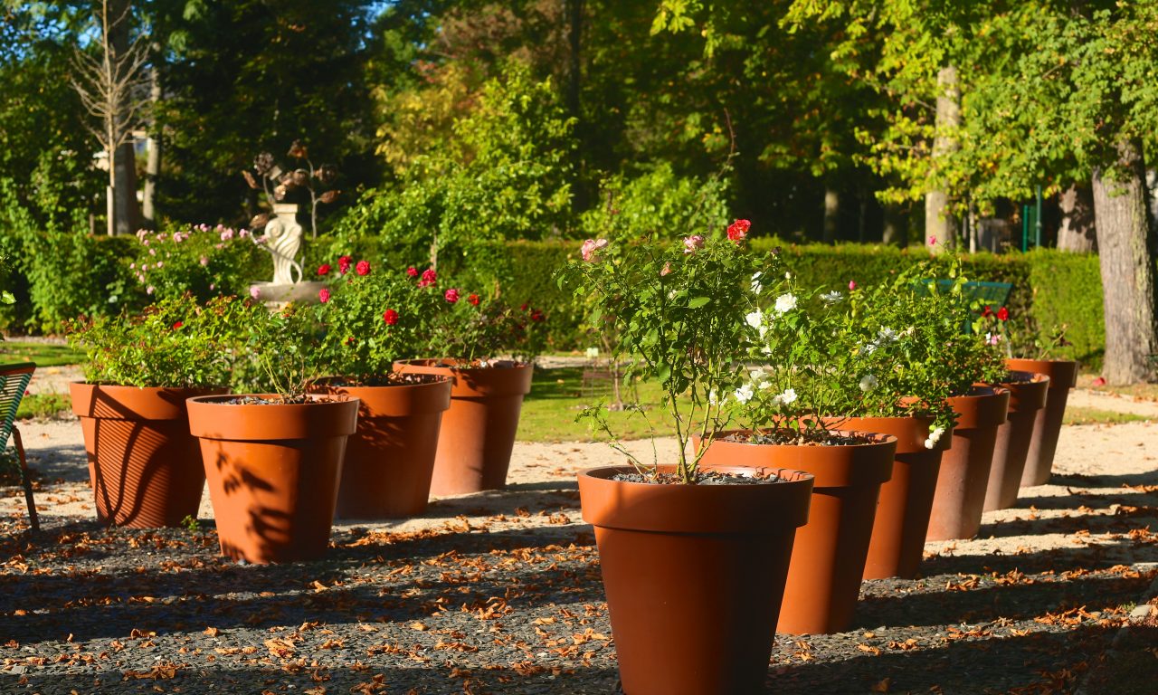 Le jardin de roses du château, Saint-Jean-le-Blanc - photo 4