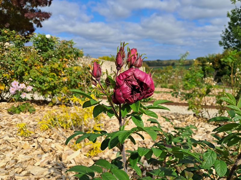 Jardin des 5 sens - Parc de la Maison Marret, Beaulieu-sur-Loire - photo 8