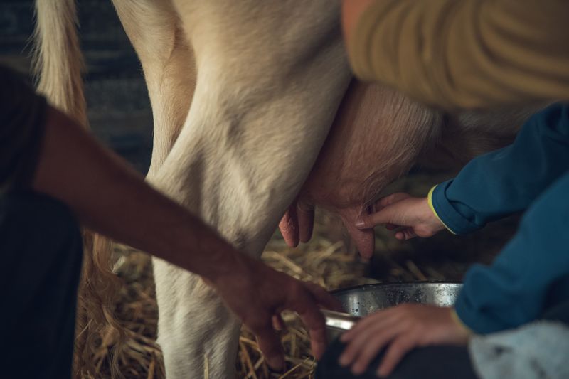 Phirisse et le petit caillou - ferme d'animation, Dry - photo 6