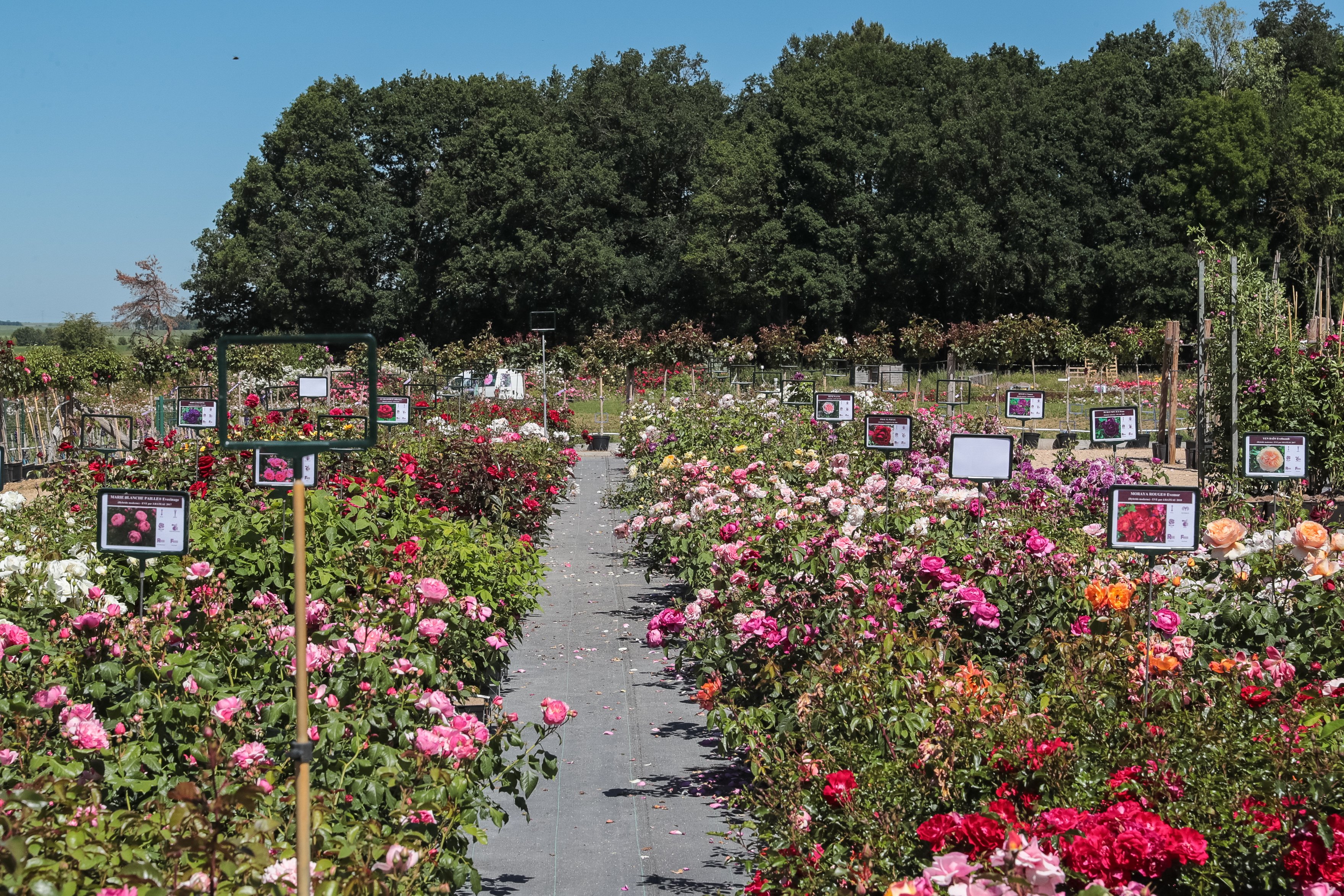 Le jardin de Roses André Eve®  France Centre-Val de Loire Loiret Chilleurs-aux-Bois 45170