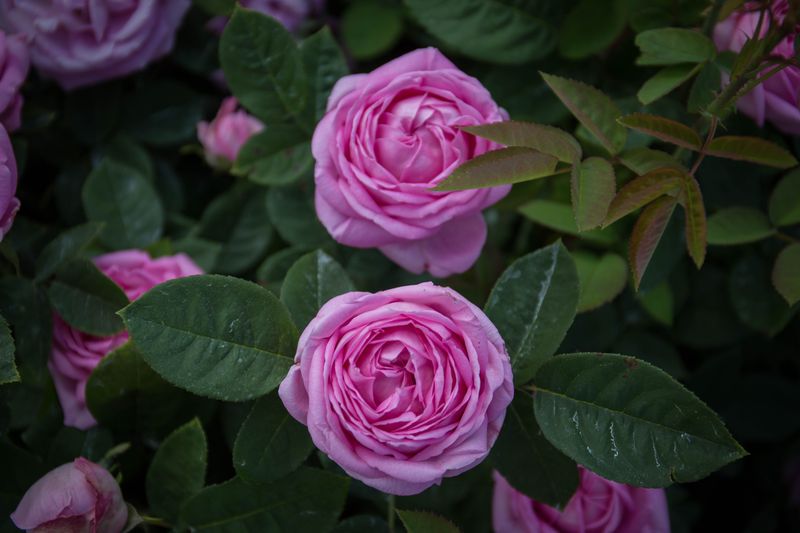 Roseraie de Morailles, Pithiviers-le-Vieil - photo 3