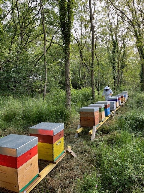 Les Tanneries apiary