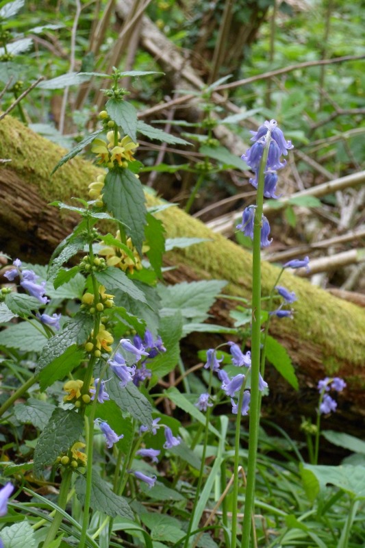 Les sources de la Théols, Bommiers - photo 2