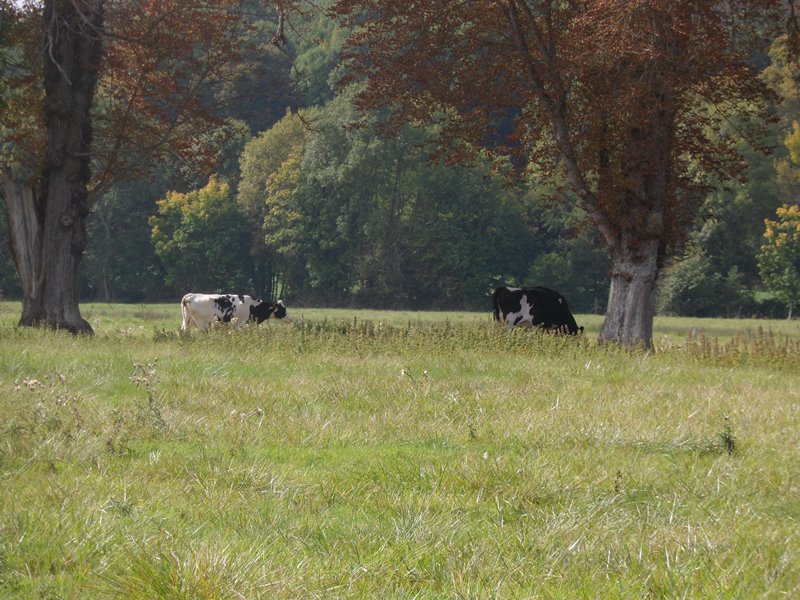 Les prairies du Château, Valençay - photo 2