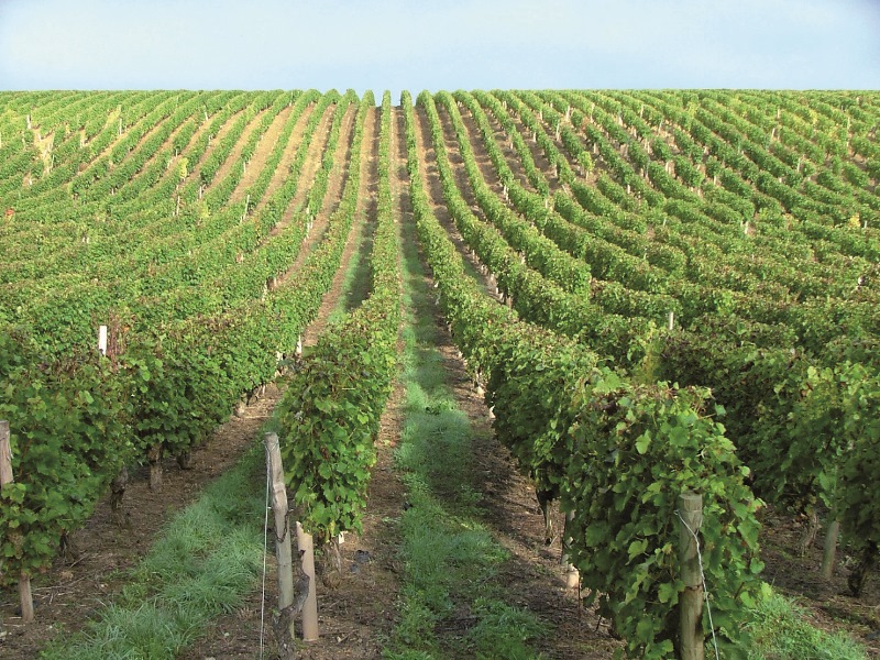 Domaine Claude Lafond — photo 3