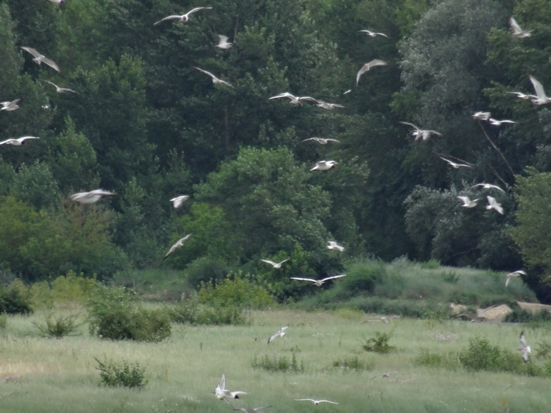 L'Ile aux oiseaux, Sandillon - photo 2