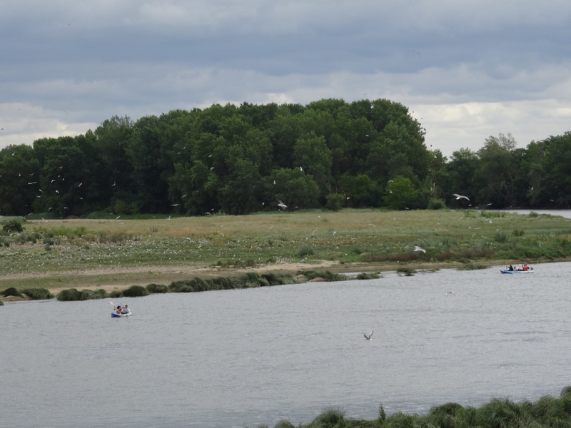L'Ile aux oiseaux, Sandillon - photo 5