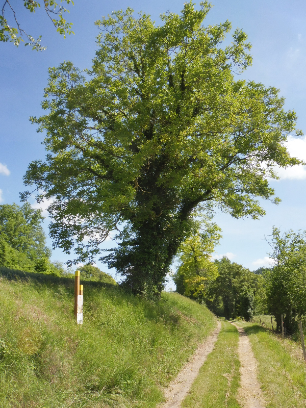 Sentier Découverte Benjamin Rabier, Valençay - photo 4