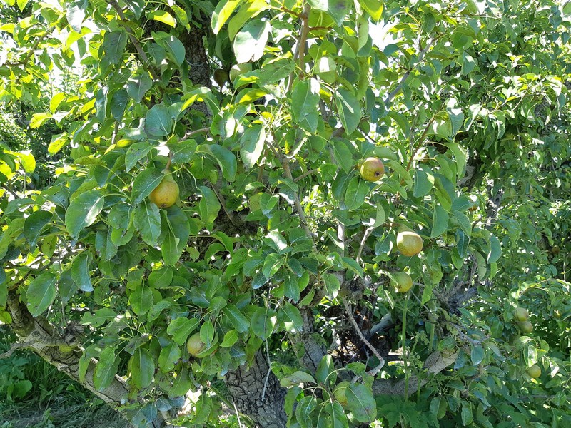 La Jonchère Orchard©