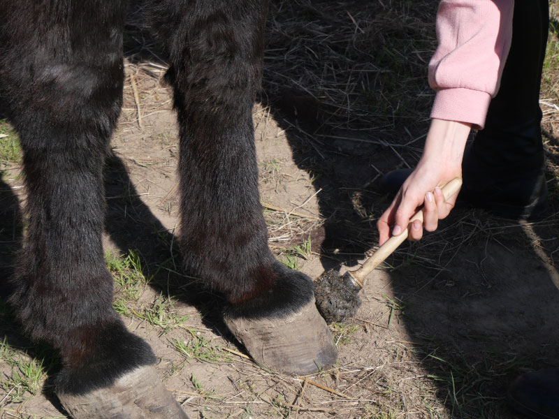 Atelier soigneur en herbe - photo 2